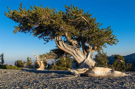 Bristlecone Pine Tree Age Range Facts Oldest And Lifespan Britannica