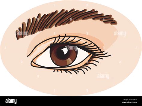 Eye Anatomy Illustration High Resolution Stock Photography And Images