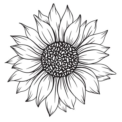 Sunflower Line Art Sunflower Line Drawing Floral Line Drawing