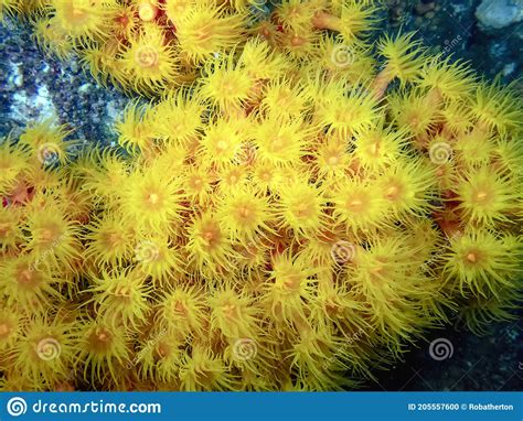 Orange Cup Coral Tubastraea Coccinea In Baja California Stock Photo