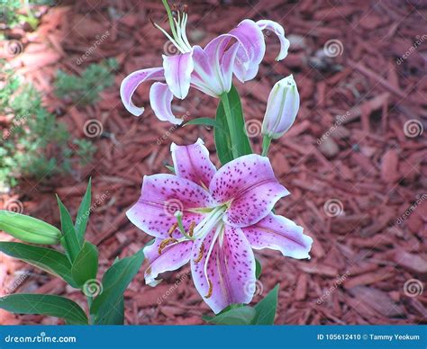 Purple Star Lilies In Spring Stock Photo Image Of Star Spring 105612410