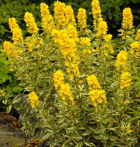 Lysimachia Alexander Yellow Perennials Perennial Plants Plants