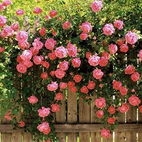 Rosa Schoolgirl Climbing Tall Climbing Large Flowered Rose Highly Fragrant Flowers