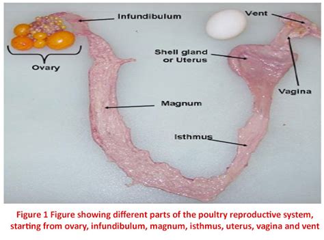 Reproductive Physiology Of Poultry Pashudhan Praharee