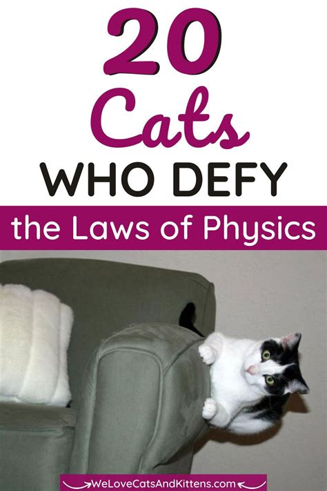 20 Cats Who Defied The Laws Of Physics Kitten Cartoon Cats Cat Pics