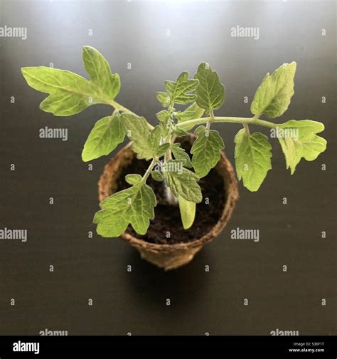 Cherry Tomato Plant Seedling Potted In Coconut Husk Coir In A