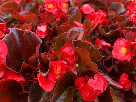 Begonia Bronze Leaf Red Bloom Masters