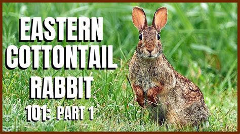 Eastern Cottontail Rabbit 101: Part 1 - YouTube