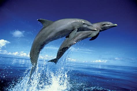Poster Quadro Dolphins Leap Su Europosters