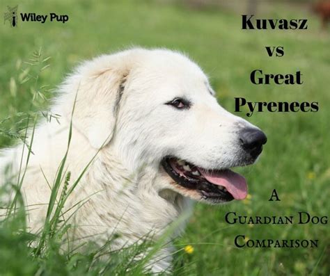 Kuvasz Vs Great Pyrenees A Guardian Dog Comparison In 2020 Dog