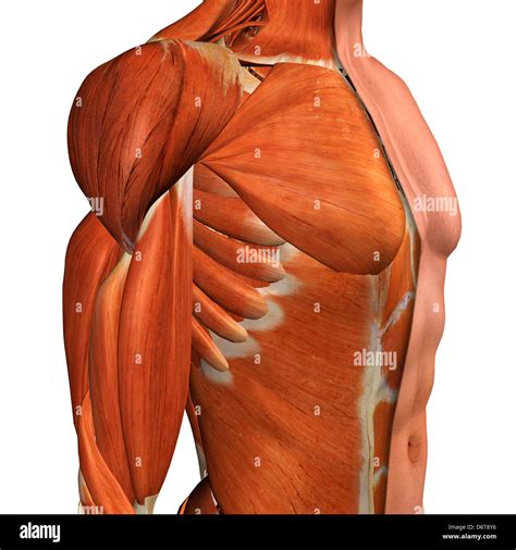 Cross Section Anatomy Of Male Chest Abdomen And Groin Muscles Stock