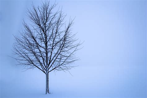 Free Photo Tree Snow Winter Landscape Free Image On