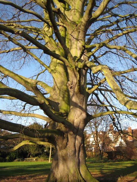 Beech Tree Beside Tewkesbury Abbey © Philip Halling Cc By Sa20