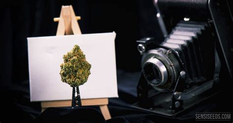 10 Documentaires Sur Le Cannabis à Voir Absolument