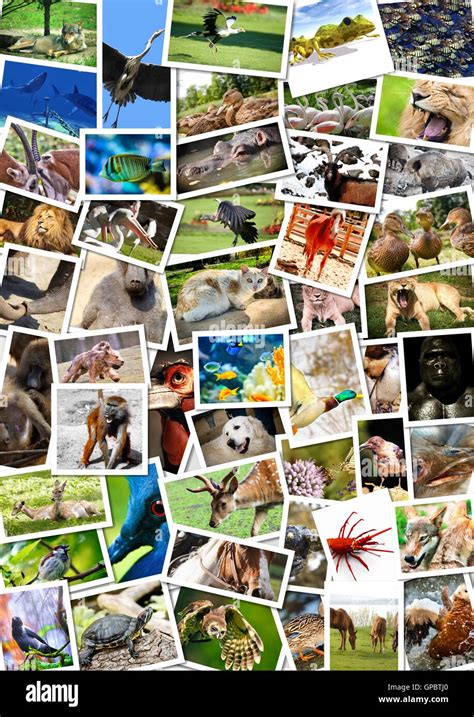 Different Animals Collage On Postcards Hi Res Stock Photography And