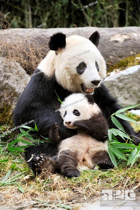 Giant Panda Mother And Baby Ailuropoda Melanoleuca Wolong Nature