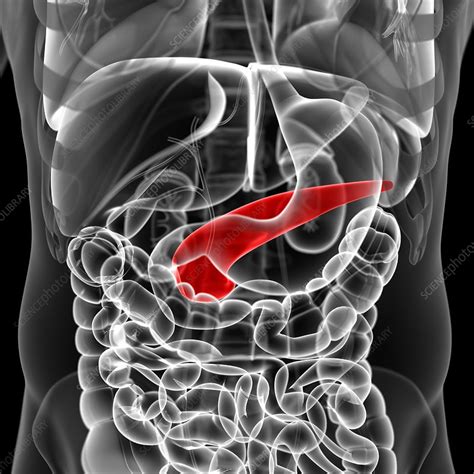 Pancreas Illustration Stock Image F0127975 Science Photo Library