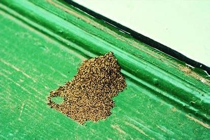 Soil treatments are intended to control termites for extended periods of time, although they may be. Termite Baiting System - Pied Piper Pest Control