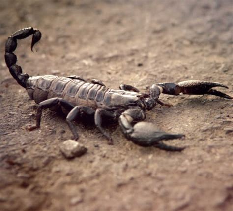 Scorpion Crawls Inside Womans Pants And Stings Her On United Airlines