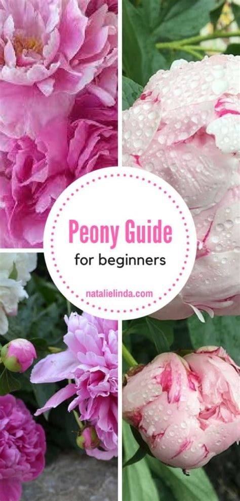 How To Plant And Care For Peonies Natalie Linda Peony Care Growing