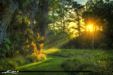 Sun Ray On Path In Forest Jupiter Florida Hdr