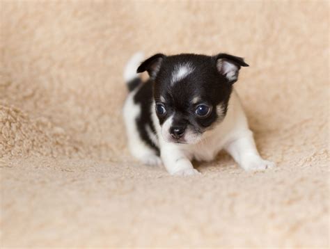 How much is a parvo shots? The Good and Not-so-good Traits of Chihuahua Terrier Mix ...