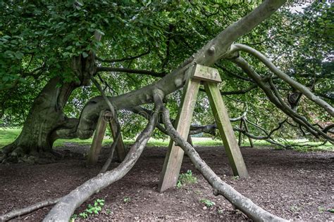 Drooping tree branches pose health risks for the tree, dangers to surrounding buildings and power lines, and nuisances to the surrounding landscape. Tree Support stock image. Image of wood, timber, branch ...