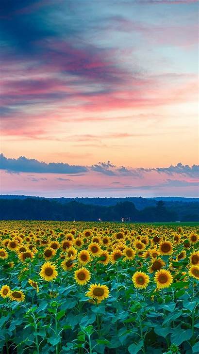 Sunset Summer Sunflowers Field Evening 4k Uhd