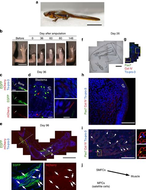 A Developmentally Regulated Switch From Stem Cells To Dedifferentiation