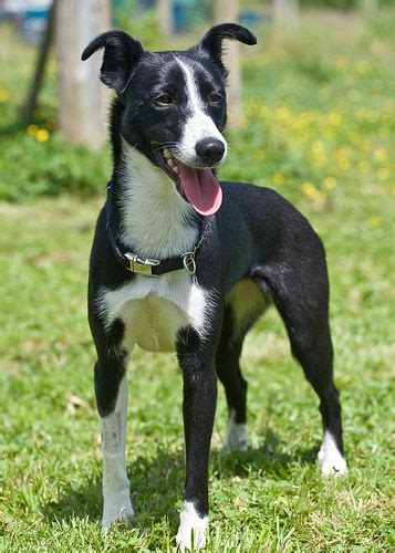 Being kenneled up in the shelter is difficult. italian greyhound border collie mix | Collie mix, Mixed ...
