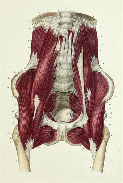 Lumbar Abdominal Muscles Photograph By Science Photo Library