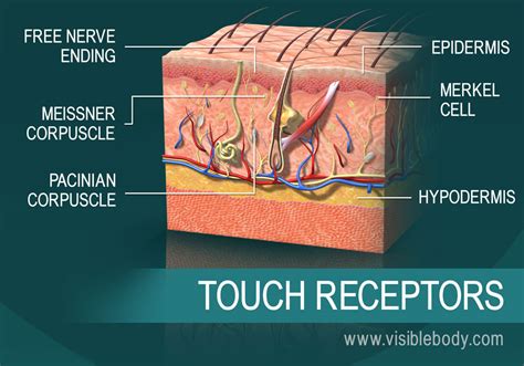 Sight Sound Smell Taste And Touch How The Human Body Receives