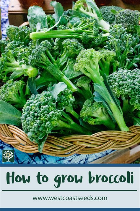How To Grow Broccoli Growing Broccoli Growing Winter