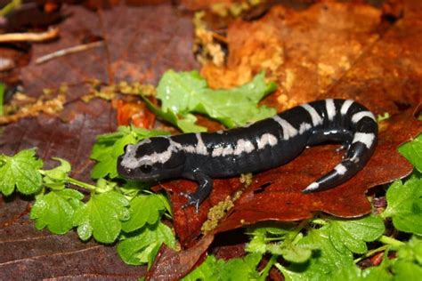 Best Pet Salamander Newt Species With Pictures Pet Keen