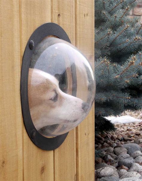 The 5 Best Dog Fence Windows For Curious Pups