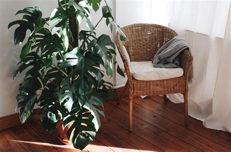 11 Best Indoor Plants For Dark Rooms Shades Low Light