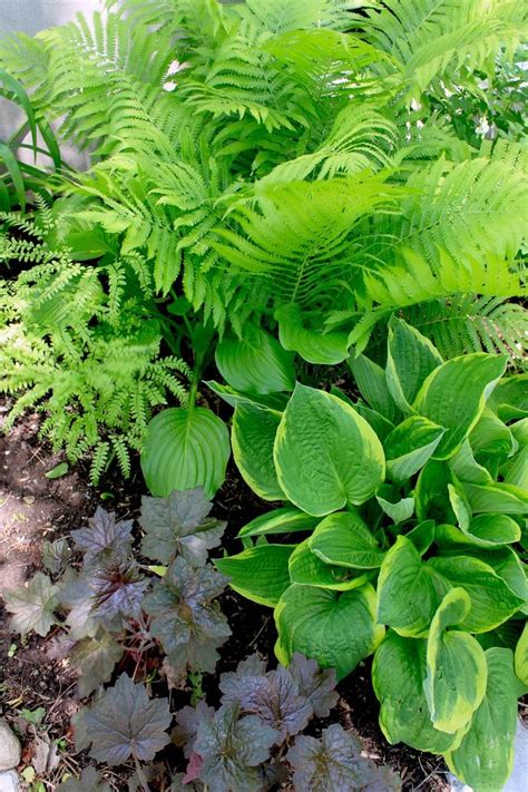 Fern Hosta And Heuchera In Rectangle Space Next To House Shade