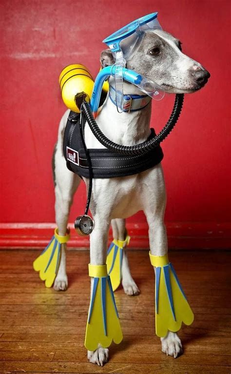 Fashionable Whippets National Dress Up Your Pet Day Spoiled Hounds
