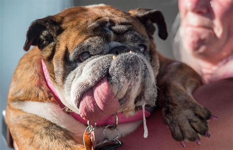 Zsa Zsa The English Bulldog Wins Worlds Ugliest Dog Title