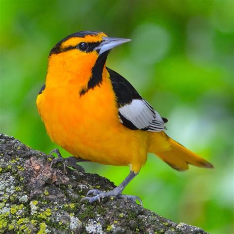 √ Yellow Orange Bird
