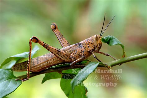Hedge Grasshopper Valanga Irregularis Kelvin Marshall Nature And Wildlife Photography