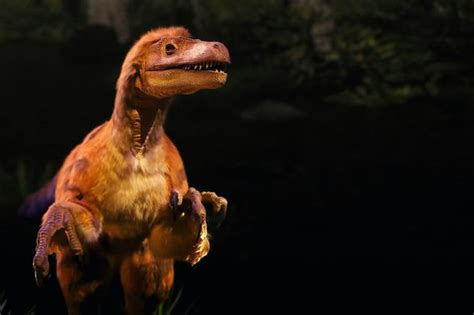 Dinosaur Breakthrough New Raptor Species Discovery Rewrites History Of