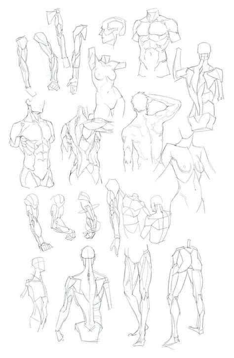 Male Anatomy References Anatomy Reference Anatomy Drawing Drawings