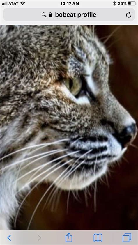 Pin By Kelly Chester On Bobs And Lynx Animals Bobcat Lynx