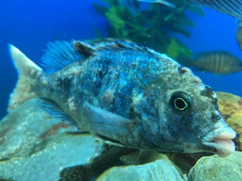 Is This Fish Tuberculosis?! HELP! | My Aquarium Club