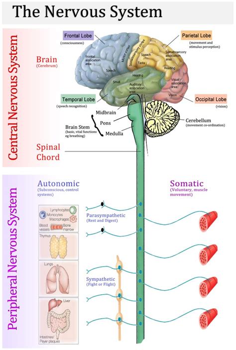The peripheral nervous system (pns) includes the axons or nerves (i.e., bundles of axons) that the somatic nervous system allows for the voluntary control of muscle and skeletal actions. What are the different body systems in human body and what are their functions? | Socratic