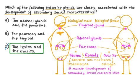 Question Video Identifying The Endocrine Glands Most Associated With