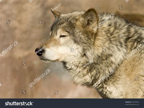 Brown Wolf Blinking At Sun Stock Photo 10975945 Shutterstock
