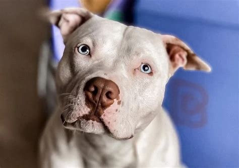 Types Of Pitbulls Everything You Need To Know