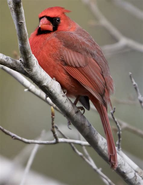 Cardinal Bird Cardinal Bird C Watts Flickr